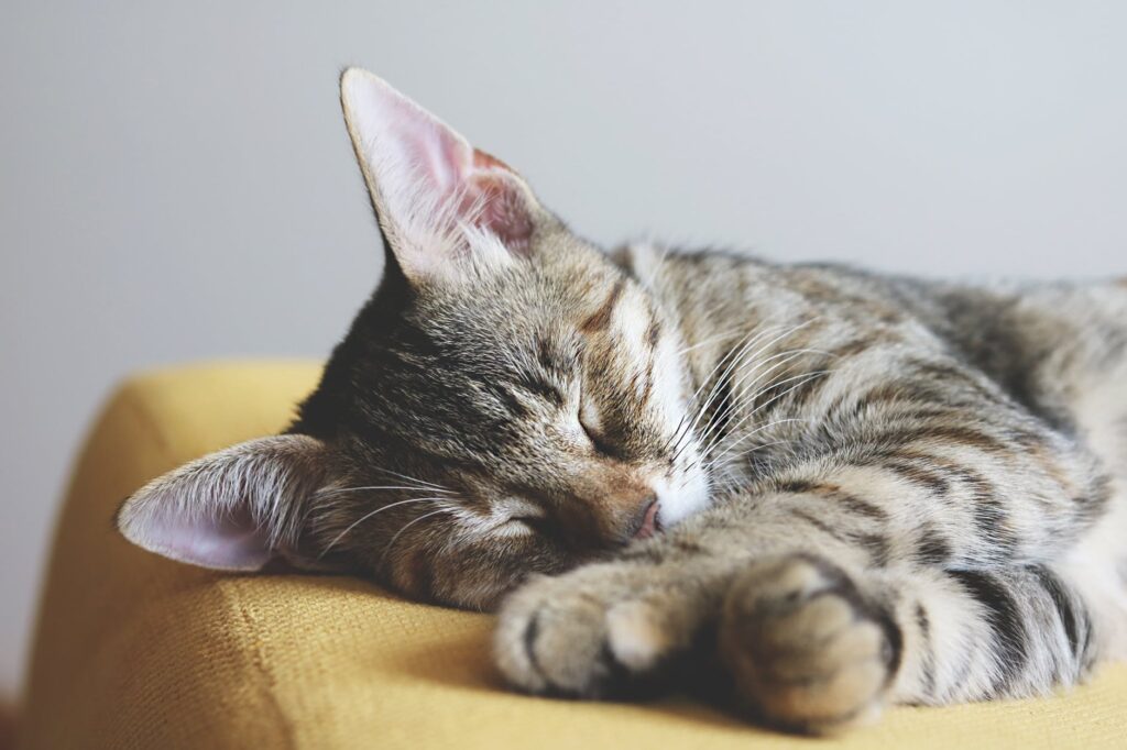 close up photography of gray tabby cat sleeping on yellow textile
